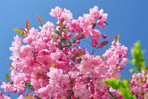 花樹種類|花木とは？庭木におすすめの57種類を春夏秋冬の季節ごとに紹介。